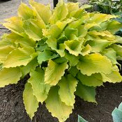 Hosta 'Shadowland Echo the Sun' PW
