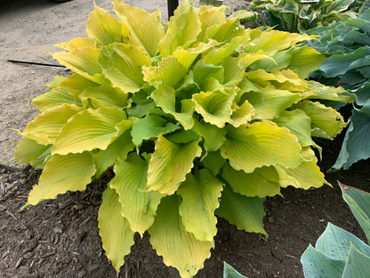Hosta 'Shadowland Echo the Sun' PW