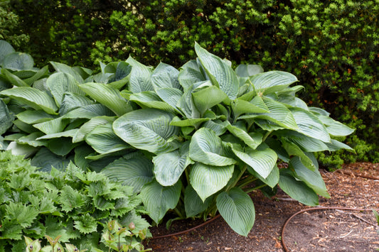 Hosta 'Empress Wu' PW