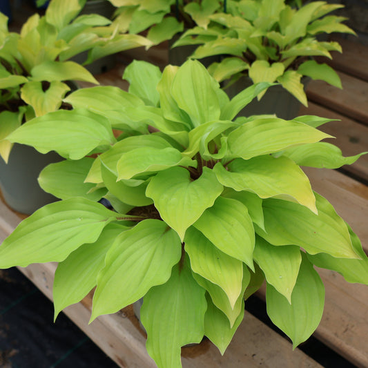 Hosta 'Fire Island'