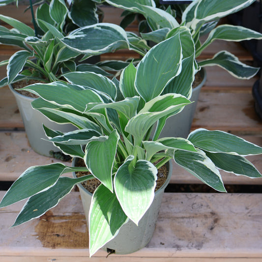 Hosta 'Francee'