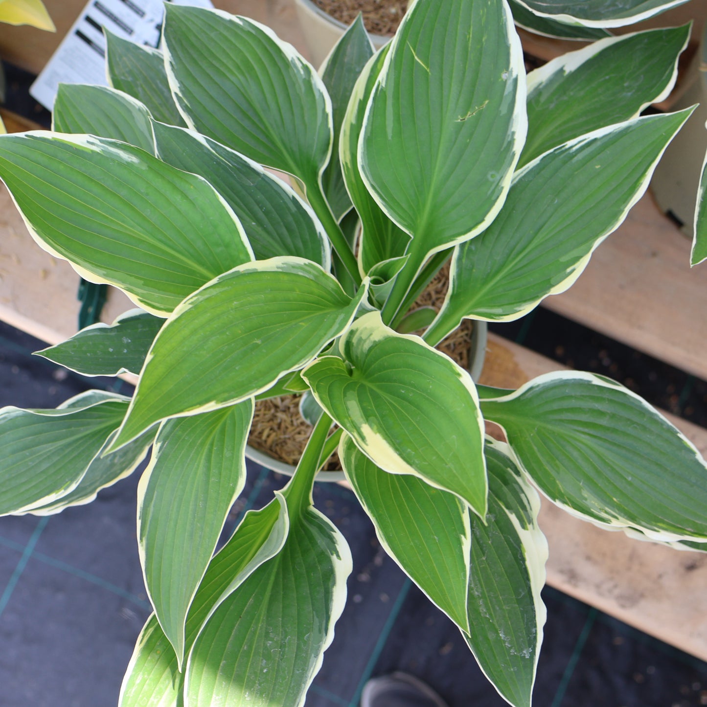 Hosta 'Francee'