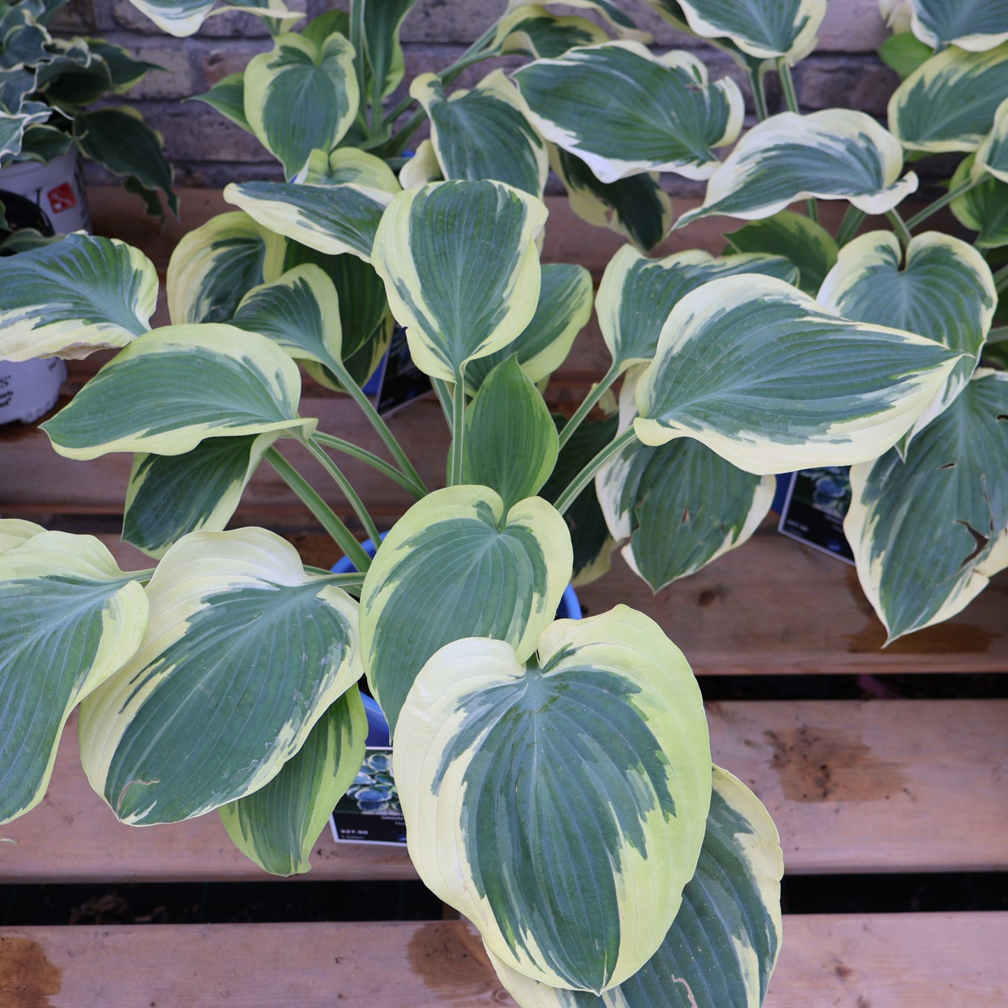 Hosta 'Orion's Belt'