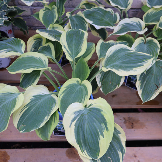 Hosta 'Orion's Belt'