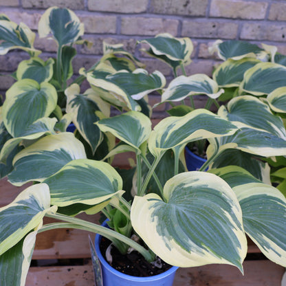Hosta 'Orion's Belt'