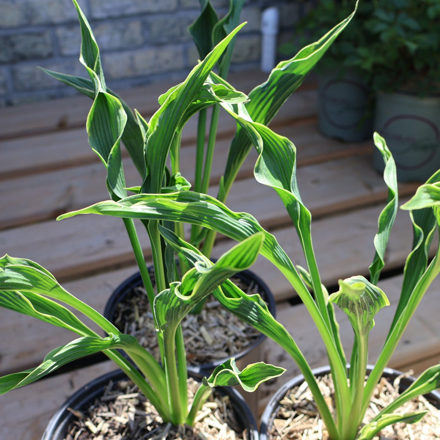 Hosta 'Praying Hands'