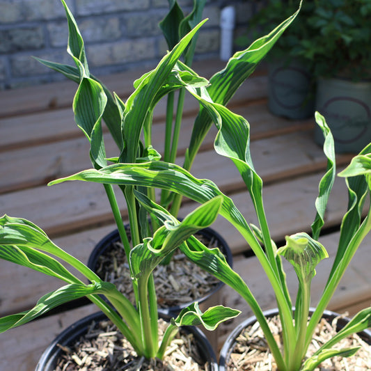 Hosta 'Praying Hands'