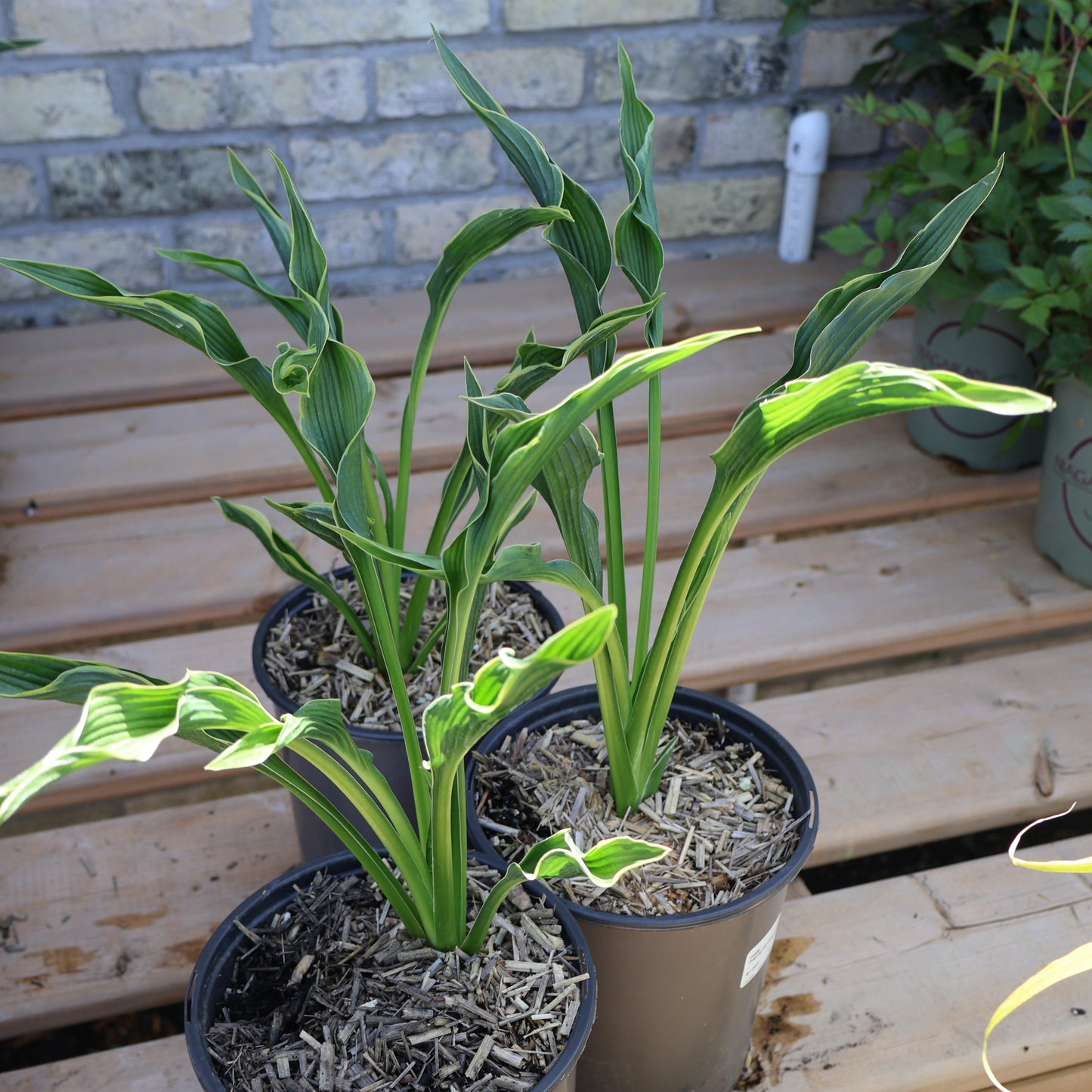 Hosta 'Praying Hands'