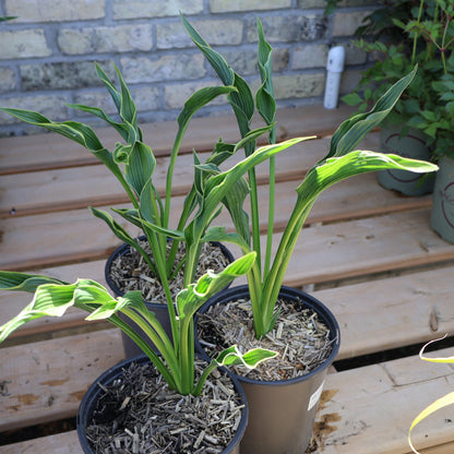 Hosta 'Praying Hands'