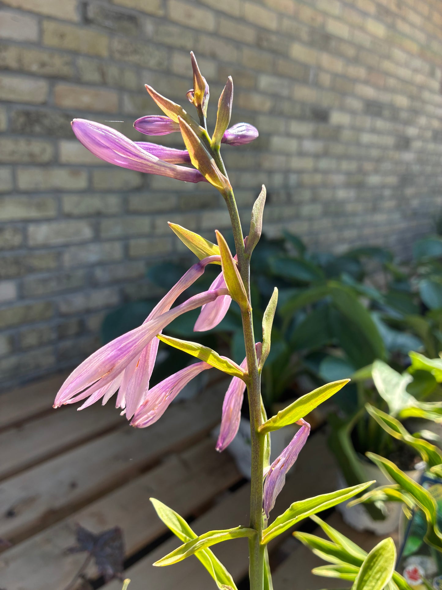 Hosta Praying Hands Pink flower in bloom at Lucan Country Gardens
