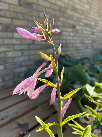 Hosta Praying Hands Pink flower in bloom at Lucan Country Gardens