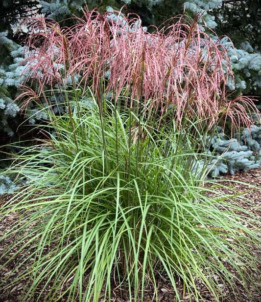 Grasses, Maiden 'Huron Sunrise'