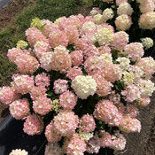 Hydrangea Tree Form 'Fire Light Tidbit' PW