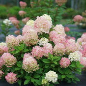Hydrangea 'Fire Light 'Tidbit' PW