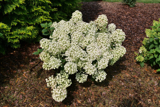 Hydrangea 'Tiny Quick Fire' PW