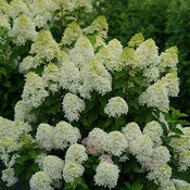 Hydrangea 'Quick Fire Fab' PW