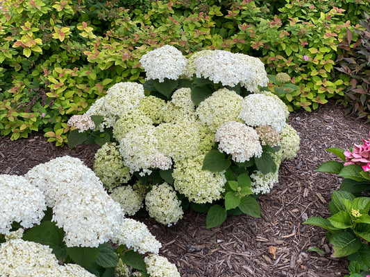 Hydrangea 'Invincibelle Wee White' PW