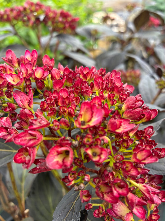 Hydrangea Eclipse bloom featuring rich red buds against dark burgundy foliage.