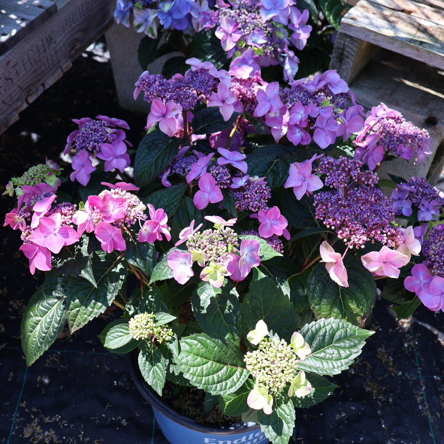 Hydrangea 'Endless Summer Pop Star'
