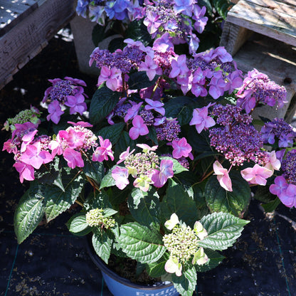Hydrangea 'Endless Summer Pop Star'