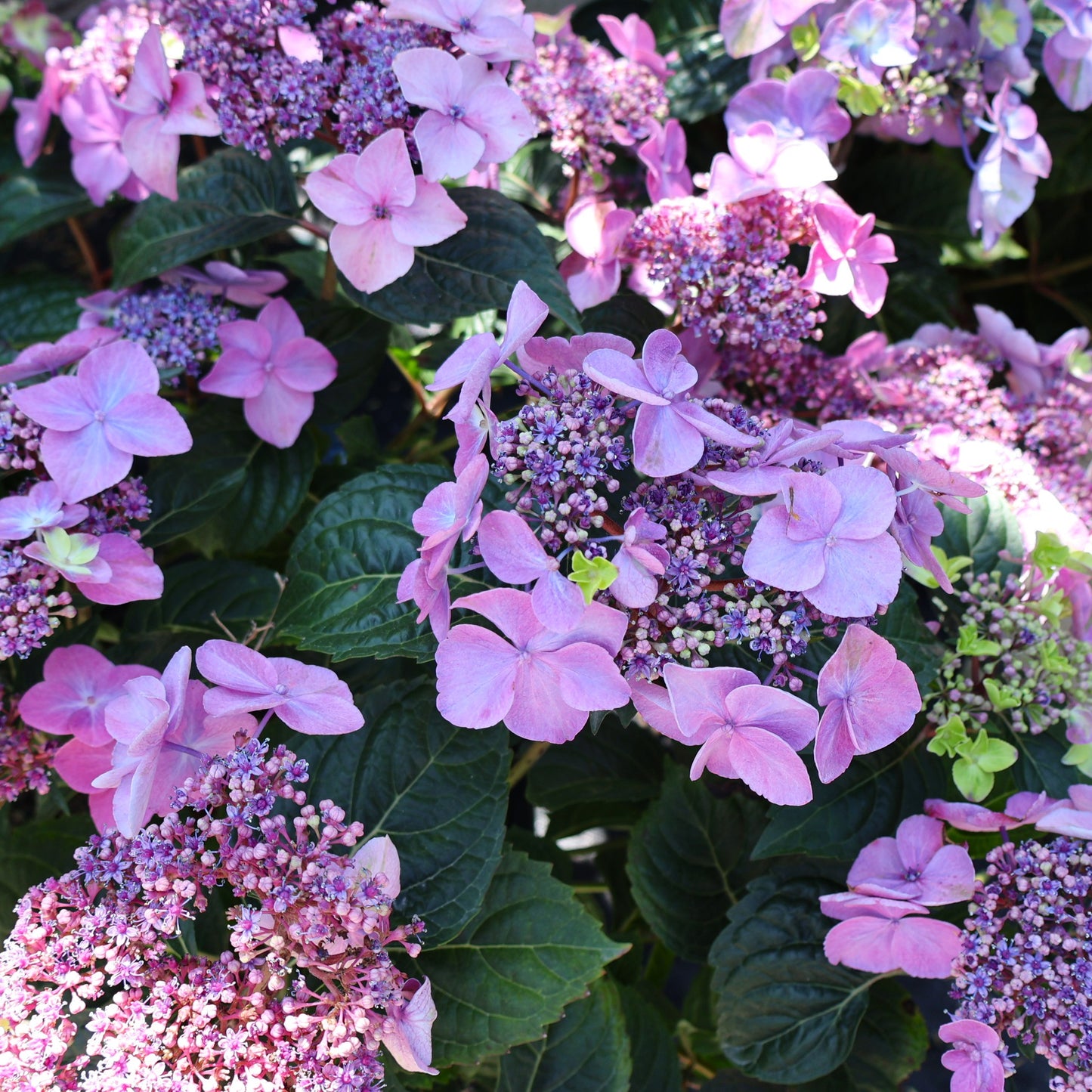 Hydrangea 'Endless Summer Pop Star'