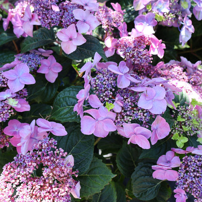 Hydrangea 'Endless Summer Pop Star'