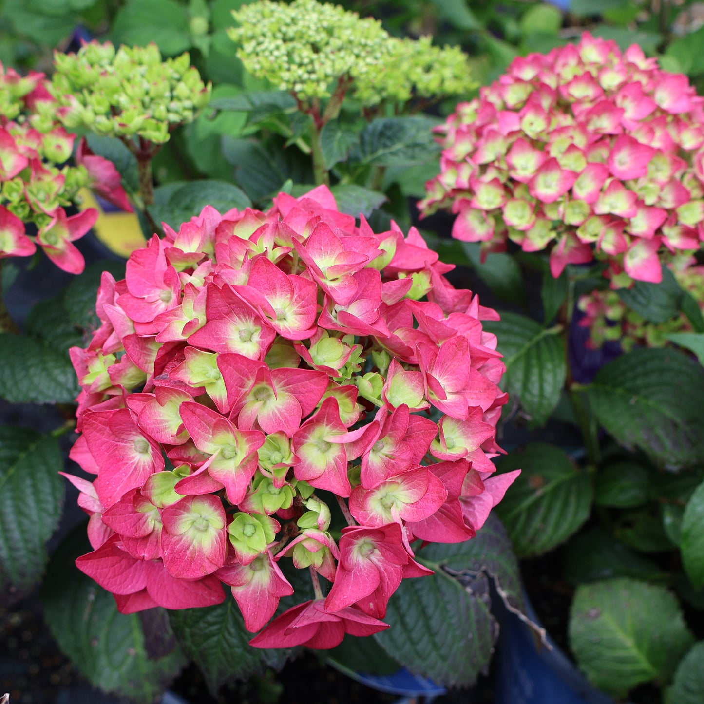 Hydrangea 'Endless Summer - Summer Crush'