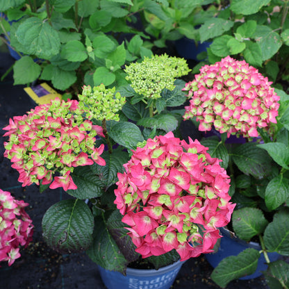 Hydrangea 'Endless Summer - Summer Crush'