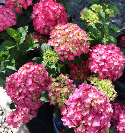 Hydrangea 'Endless Summer - Summer Crush'