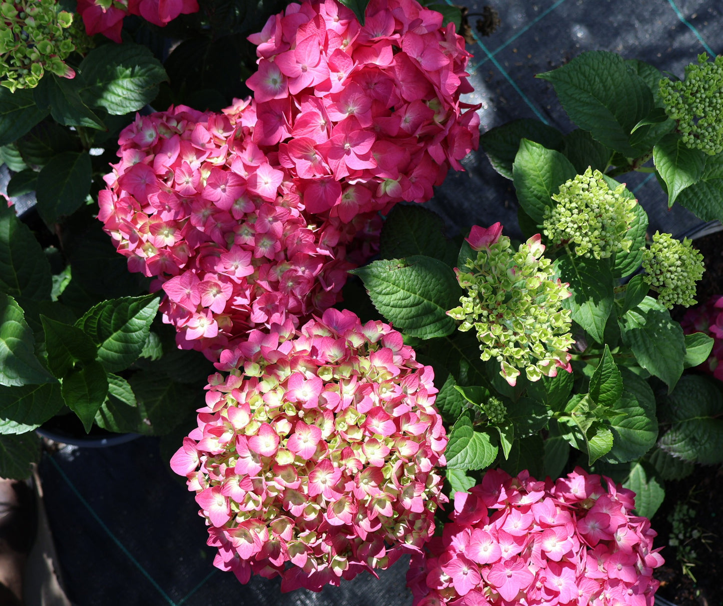 Hydrangea 'Endless Summer - Summer Crush'