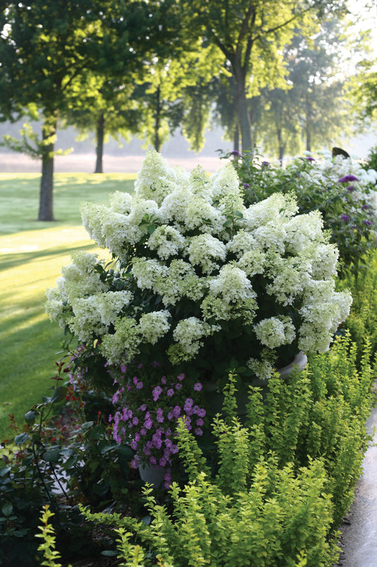 Hydrangea 'Bobo' PW