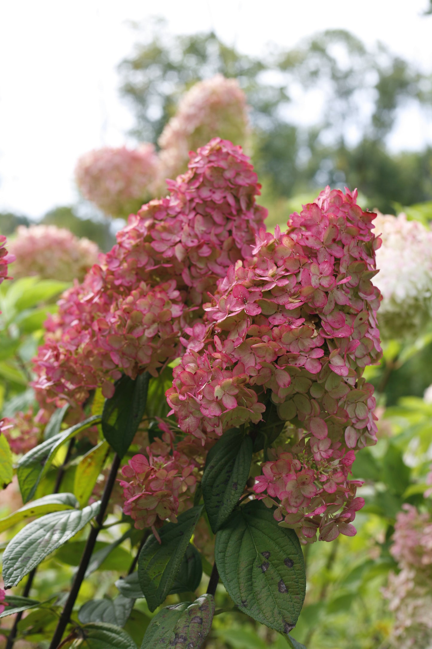 Hydrangea 'Fire Light' PW