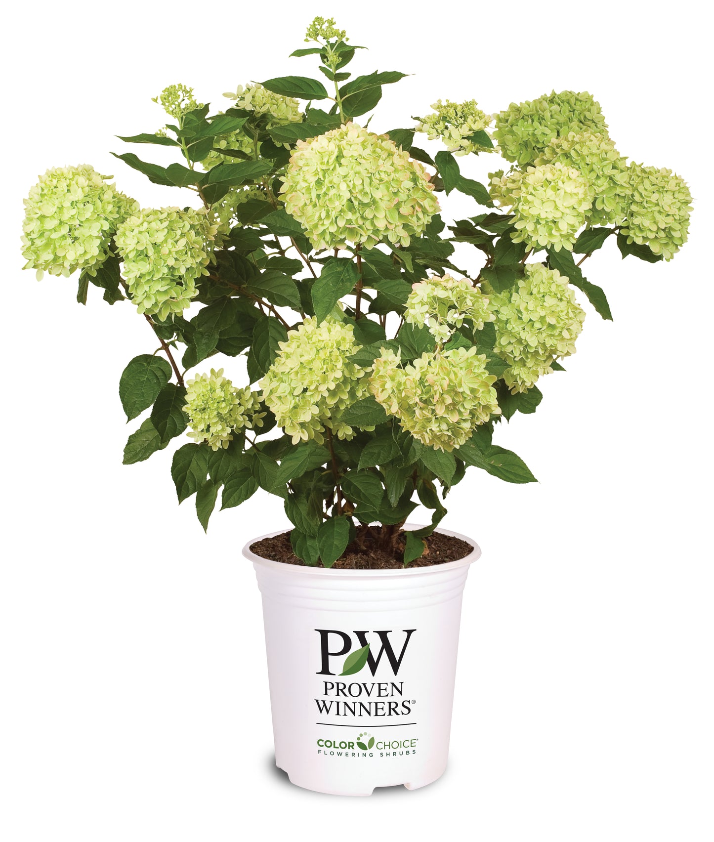 Hydrangea 'Little Lime' PW