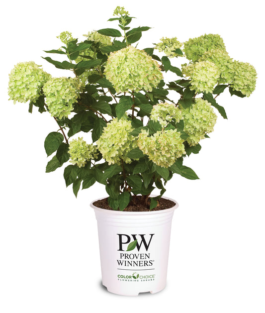 Hydrangea 'Little Lime' PW