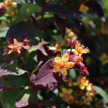 St. John's Wort, Purple 'Albury Purple'
