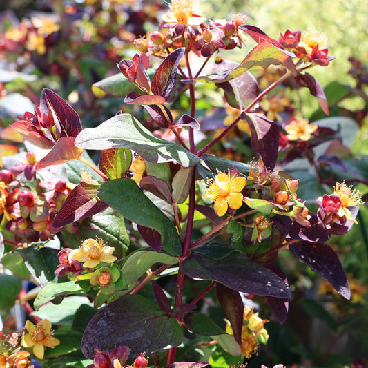 St. John's Wort, Purple 'Albury Purple'