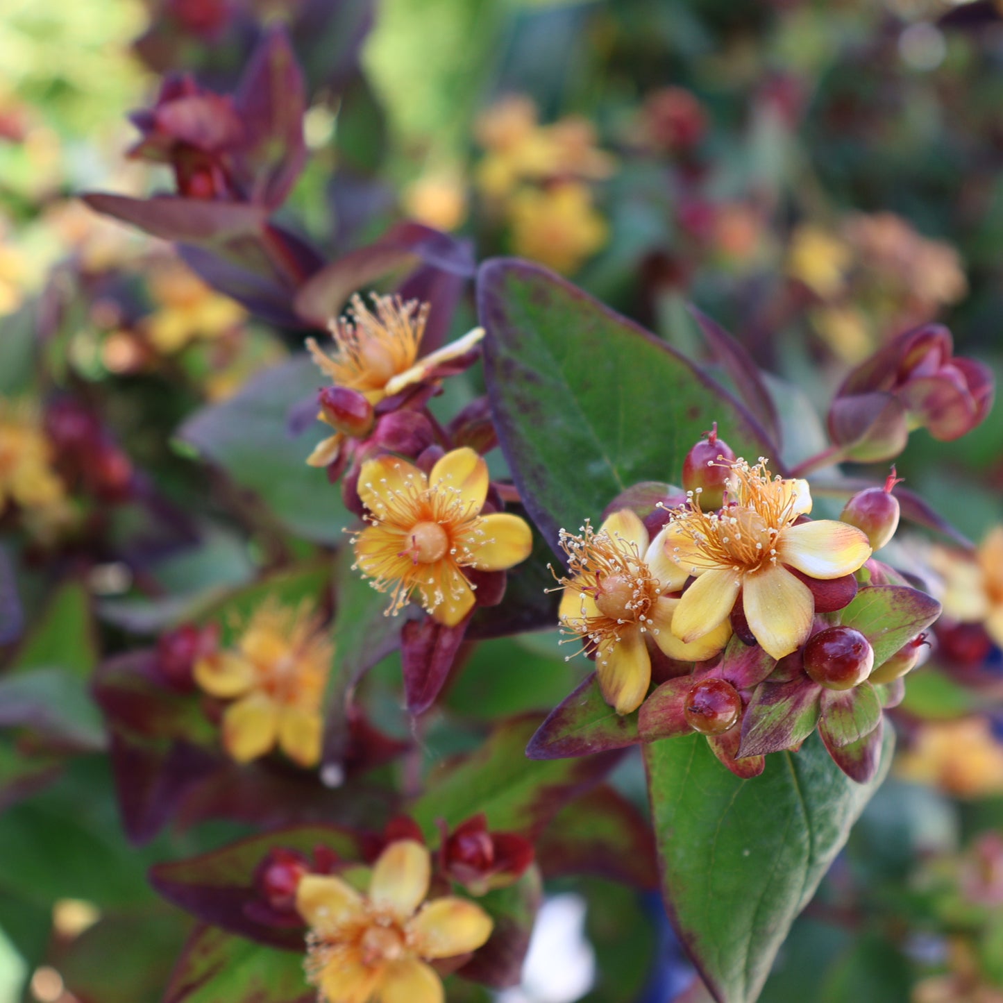 St. John's Wort, Purple 'Albury Purple'