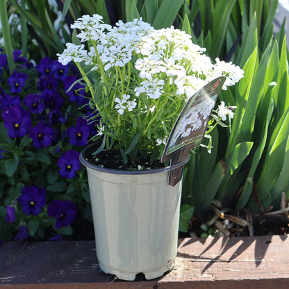 Evergreen Candytuft ' Snowsation'
