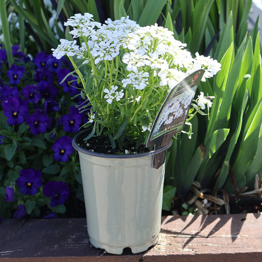 Evergreen Candytuft ' Snowsation'