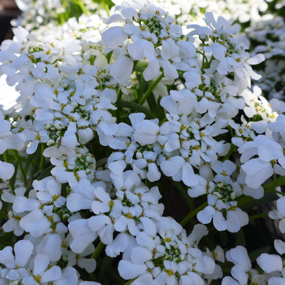 Evergreen Candytuft ' Snowsation'