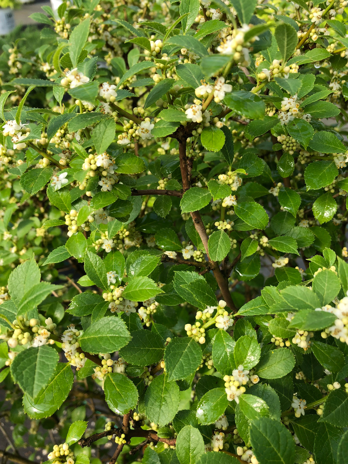 Winterberry 'Berry Poppins' PW