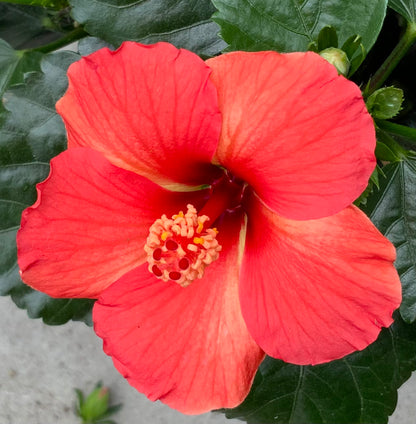 10" Tropical Hibiscus