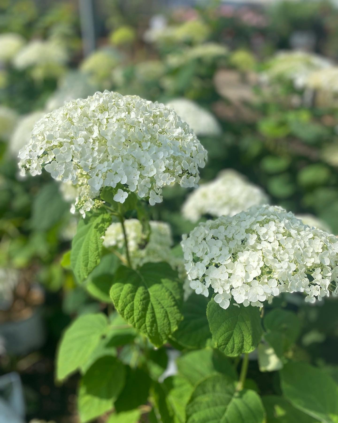 Hydrangea 'Annabelle'