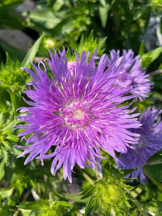Stoke's Aster 'Peachie's Pick'