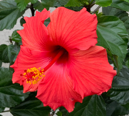 10" Tropical Hibiscus