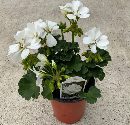 Geranium 'Presto' 4.25"