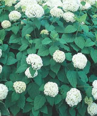 Hydrangea 'Annabelle'