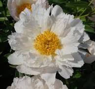 Peony 'Krinkled White'