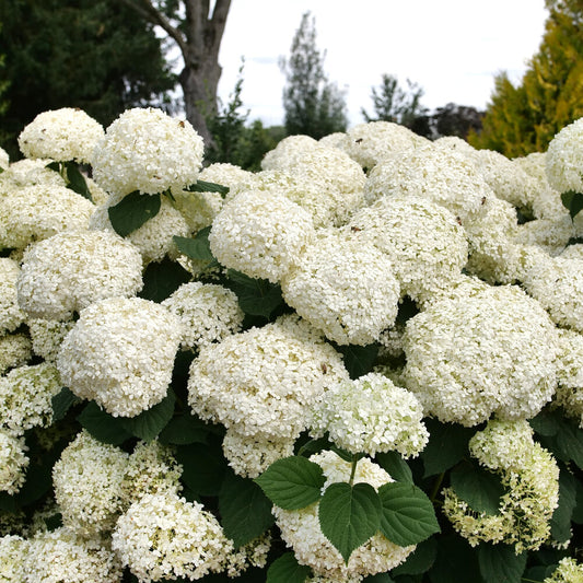 Hydrangea 'Incrediball' PW
