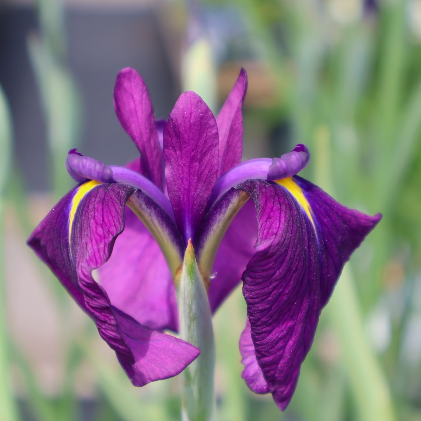 Iris, Japanese 'Variegata'